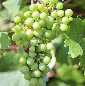 A ripe bunch of pale green Nosiola grapes hanging on the vine.