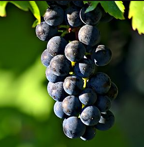 A ripe bunch of dark blue-black Oseleta grapes hanging on the vine.