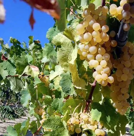 A ripe bunch of golden Passerina grapes hanging on the vine.