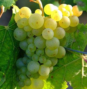 A ripe bunch of golden-green Pecorino grapes hanging on the vine.