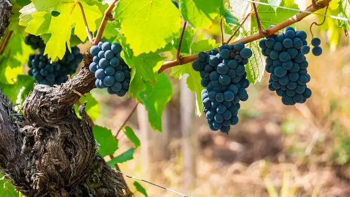 Dark Pelaverga bunches hanging from an old gnarled vine, with a dry vineyard behind.