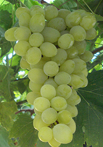 A ripe bunch of pale green Perera grapes hanging on the vine.