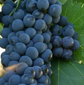 A ripe bunch of deep blue-black Petit Rouge grapes hanging on the vine.
