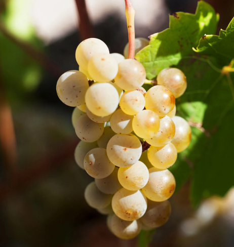 A ripe bunch of pale golden Petite Arvine grapes hanging on the vine.