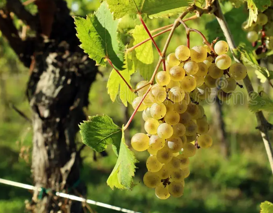 A bunch of golden Picolit grapes on an old vine, with woodland behind.