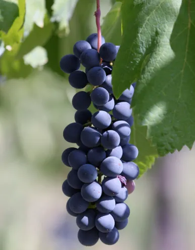 A ripe bunch of deep blue-purple Piedirosso grapes hanging on the vine.