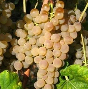 A ripe bunch of pale golden Pigato grapes hanging on the vine.