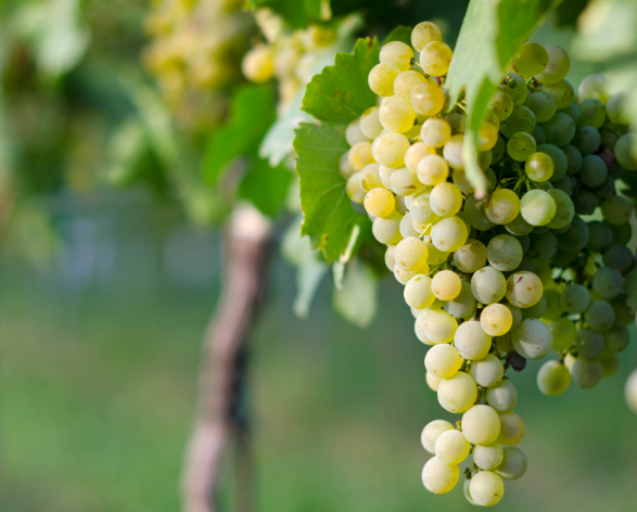 A ripe bunch of pale golden-green Pignoletto grapes hanging on the vine.