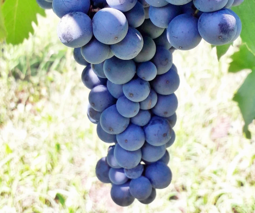 A ripe bunch of deep blue-purple Pignolo grapes hanging on the vine.