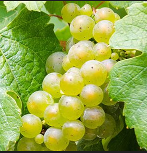 A ripe bunch of pale green Prié Blanc grapes hanging on the vine.