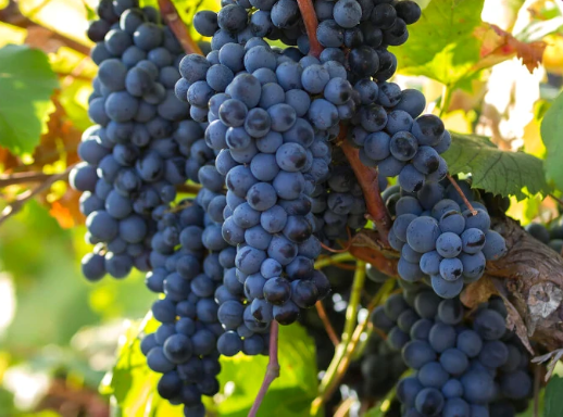 A ripe bunch of dark blue-black Primitivo grapes hanging on the vine.