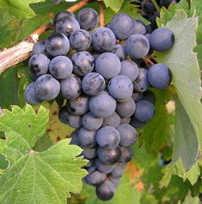 A ripe bunch of dusty blue-black Refosco grapes hanging on the vine.
