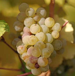 A ripe bunch of golden Ribolla Gialla grapes hanging on the vine.