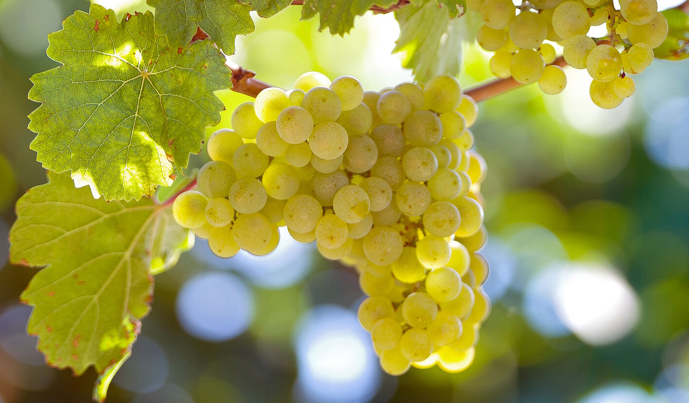 A ripe bunch of golden-yellow Riesling grapes hanging on the vine.