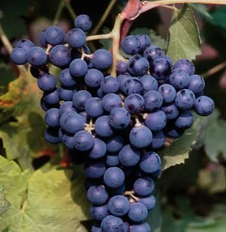 A ripe bunch of dark blue-purple Rondinella grapes hanging on the vine.