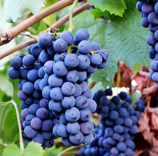 A ripe bunch of dark blue Rossese grapes hanging on the vine.