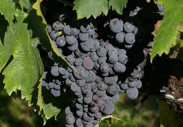 A ripe bunch of dusty blue-black Sagrantino grapes hanging on the vine.