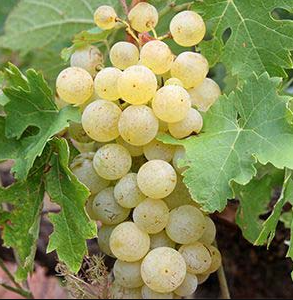 A ripe bunch of pale golden Minella grapes hanging on the vine.
