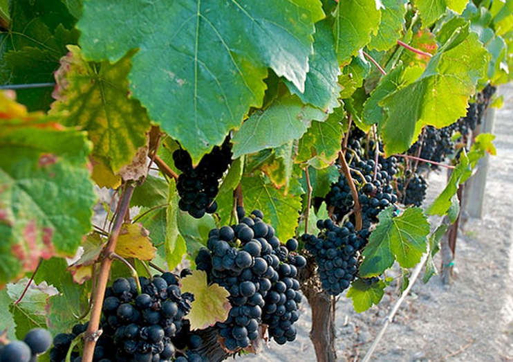 Dark Petit Verdot bunches beneath broad vine leaves, with a stony vineyard row behind.
