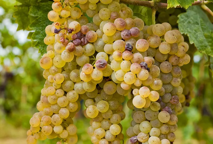 A ripe bunch of golden-green Pinot Bianco grapes hanging on the vine.