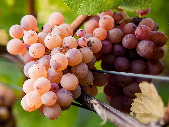 A ripe bunch of coppery pink Pinot Grigio grapes hanging on the vine.