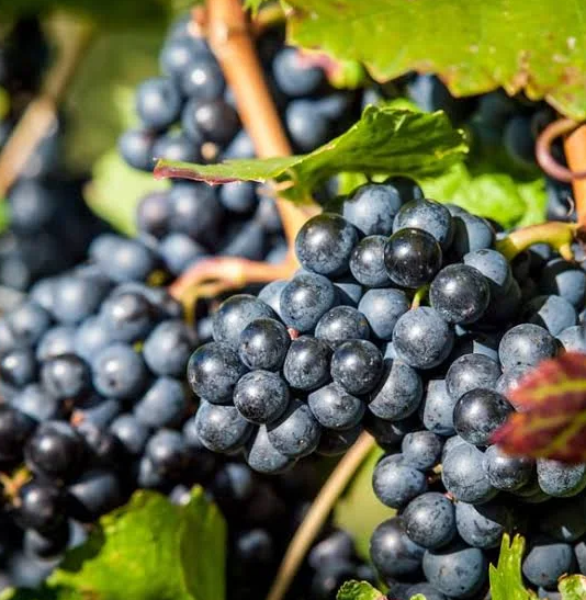 A ripe bunch of dark blue-black Pinot Meunier grapes hanging on the vine.