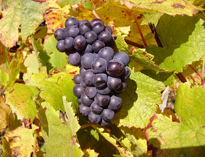 A ripe bunch of dark blue-black Pinot Nero grapes hanging on the vine.