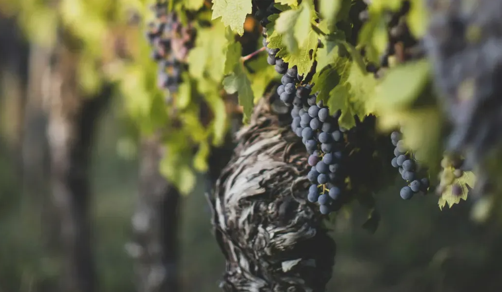 Dark Salamino bunches on a gnarled old vine, with vineyard rows soft behind.