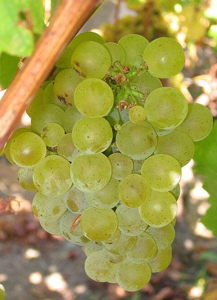 A ripe bunch of pale green Sauvignon Blanc grapes hanging on the vine.