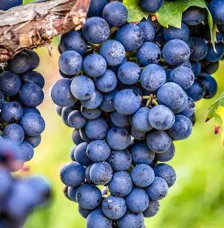 A ripe bunch of dark blue Schiava grapes hanging on the vine.