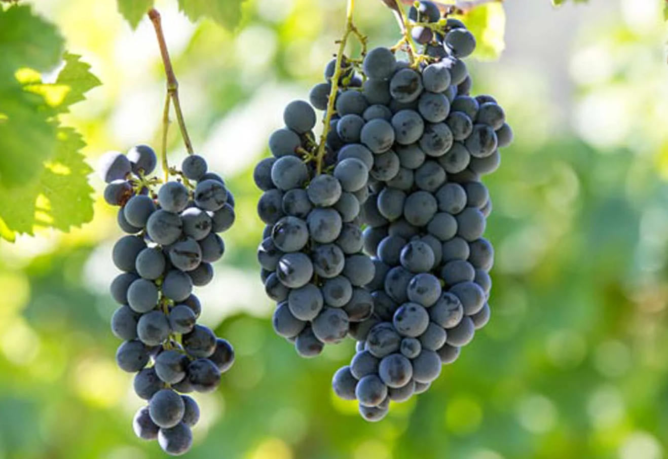 A ripe bunch of dark blue-black Schioppettino grapes hanging on the vine.