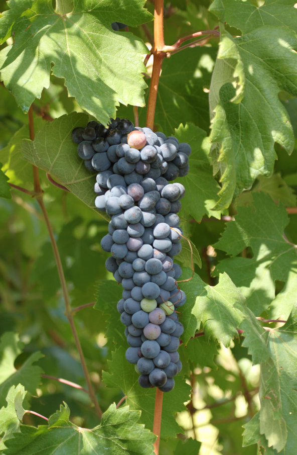 A ripe bunch of dusty blue Sciascinoso grapes hanging on the vine.
