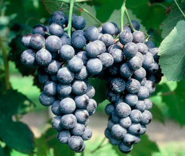 A ripe bunch of dark blue-black Sorbara grapes hanging on the vine.