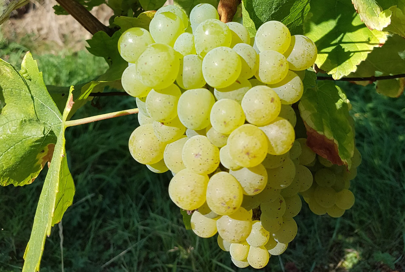 A ripe bunch of pale green-gold Sylvaner grapes hanging on the vine.