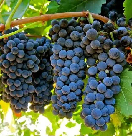 A ripe bunch of dark blue-black Syrah grapes hanging on the vine.