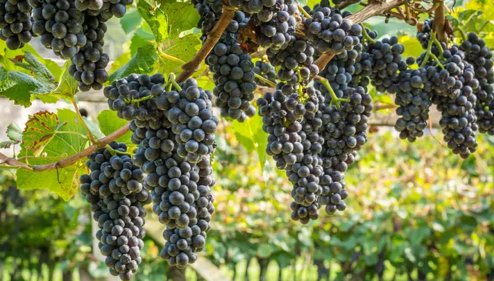 Rows of dark Teroldego bunches hanging along a wire in a vineyard.