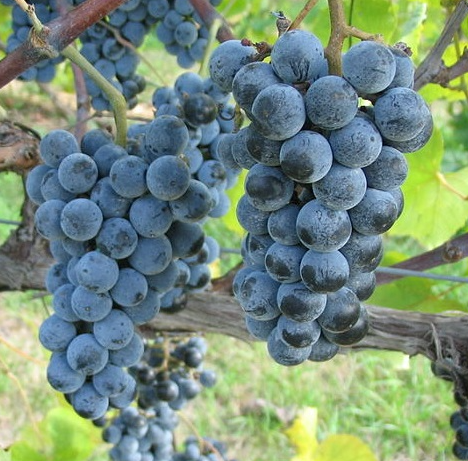 A ripe bunch of dark blue Terrano grapes hanging on the vine.