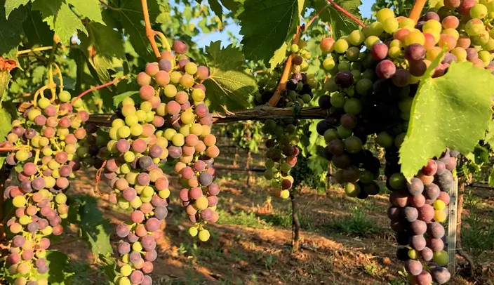 Bunches of Tintilia grapes ripening from gold to pink on the vine, with vineyard rows behind.