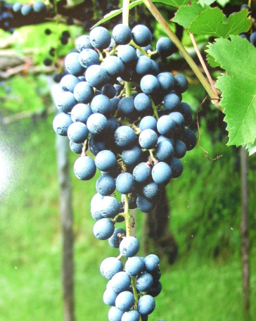 A long, loose bunch of blue-grey Tintore grapes hanging on the vine.