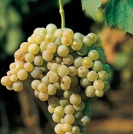 A ripe bunch of golden Trebbiano grapes hanging on the vine.