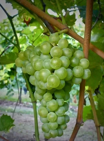 A ripe bunch of pale green Trebbiano di Soave grapes hanging on the vine.