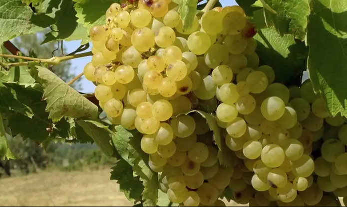 A ripe bunch of golden-green Trebbiano Spoletino grapes hanging on the vine.