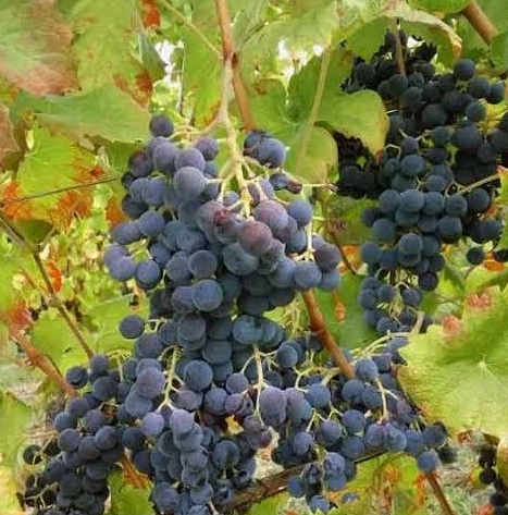 A ripe bunch of dark blue-purple Uva Rara grapes hanging on the vine.