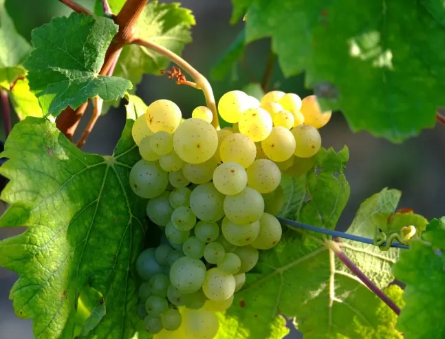 A ripe bunch of pale golden-green Verdeca grapes hanging on the vine.