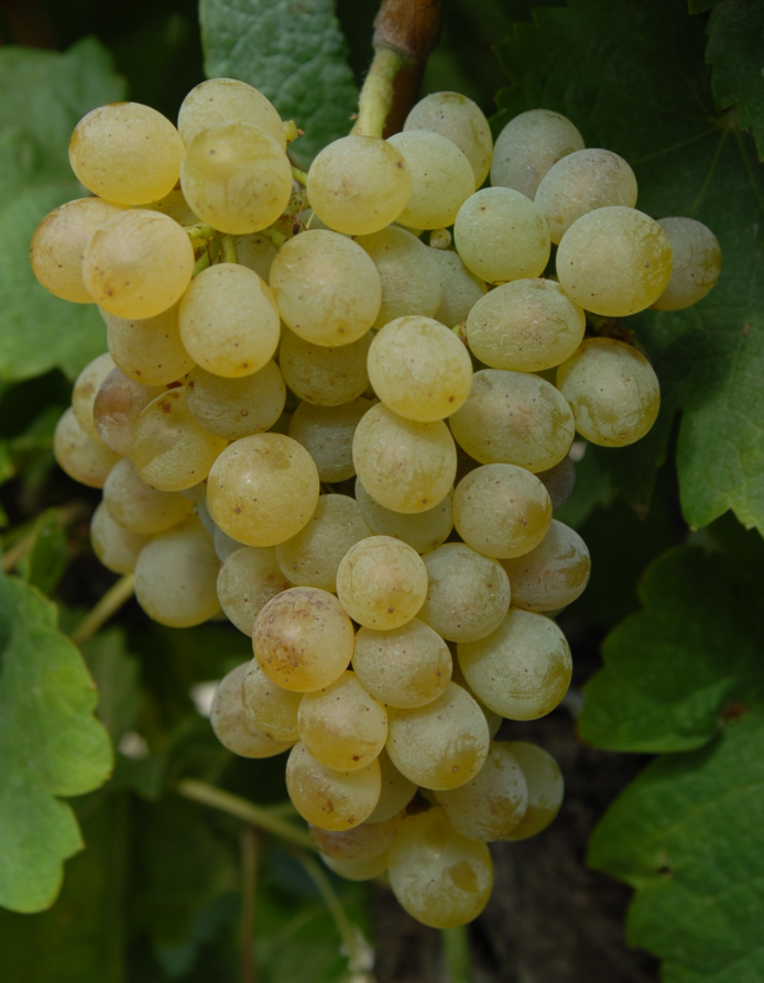 A ripe bunch of golden Verdello grapes hanging on the vine.