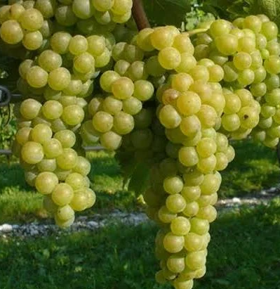 A ripe bunch of pale golden-green Verdicchio grapes hanging on the vine.
