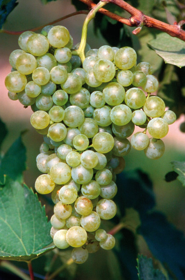 A ripe bunch of pale green Verdisio grapes hanging on the vine.