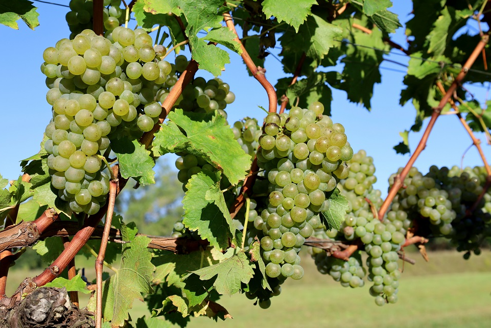 Bunches of golden Verduzzo grapes on the vine against a blue sky.