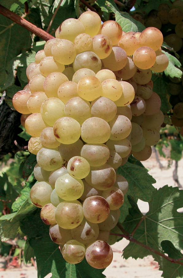 A ripe bunch of golden-pink Vermentino grapes hanging on the vine.