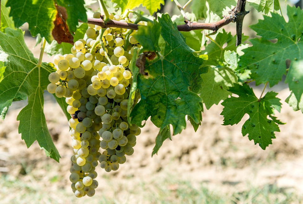 A ripe bunch of golden-green Vernaccia grapes hanging on the vine.